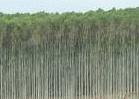 Indonesia: le piantagioni di eucalipto distruggono i giardini forestali di benzoino