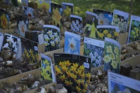 Horti Venetiani 2010: reportage.