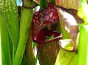 Sarracenia raganella:una simbiosi quasi perfetta!!