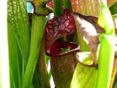 Sarracenia e raganella:una simbiosi quasi perfetta!!