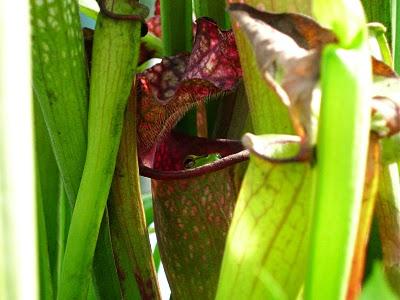 Sarracenia e raganella:una simbiosi quasi perfetta!!