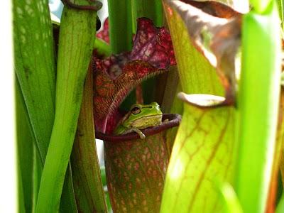 Sarracenia e raganella:una simbiosi quasi perfetta!!