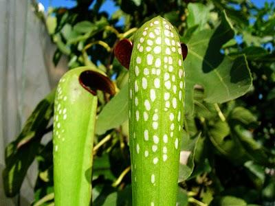 Sarracenia minor var.okefenokeensis Lois Glas