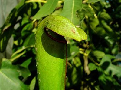 Sarracenia minor var.okefenokeensis Lois Glas