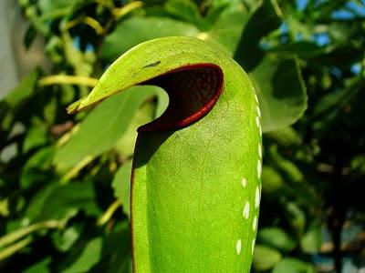 Sarracenia minor var.okefenokeensis Lois Glas