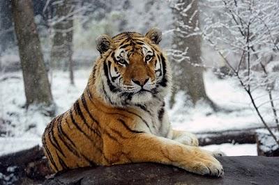 tigre