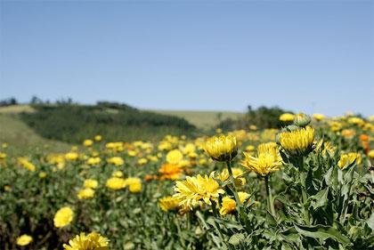 Calendula officinalis L.