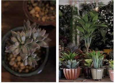 saint verde digest_blog Neville Trickett