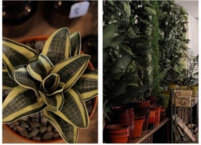 saint verde digest_blog Neville Trickett