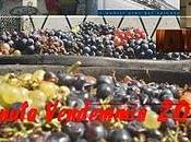 Vendemmia 2010 Salento leccese