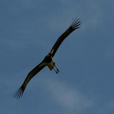 Un trofeo per dementi