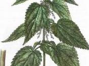 Seedorf Milan: precisazione