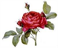 Il  FORUM DELLE ROSELLE COMPIE NOVE ANNI!