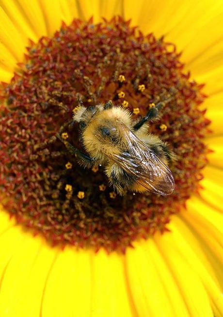 Il sole nel girasole – ricordo dell’estate / The sun in sunflower – memories of summer