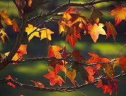 * AUTUNNO *