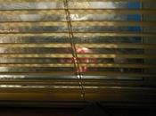 Foto giorno settembre 2010 scoiattoli nascono balcone newyorkese