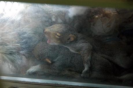 Nascita dello scoiattolo, la tana è su un balcone a N.Y.