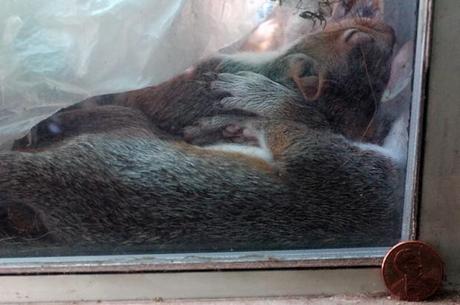 Nascita dello scoiattolo, la tana è su un balcone a N.Y.