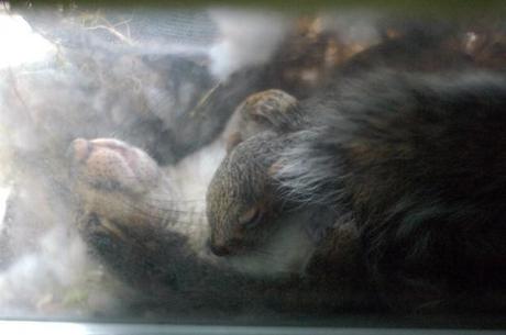 Nascita dello scoiattolo, la tana è su un balcone a N.Y.