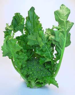 Orecchiette con cime di rapa e acciughe