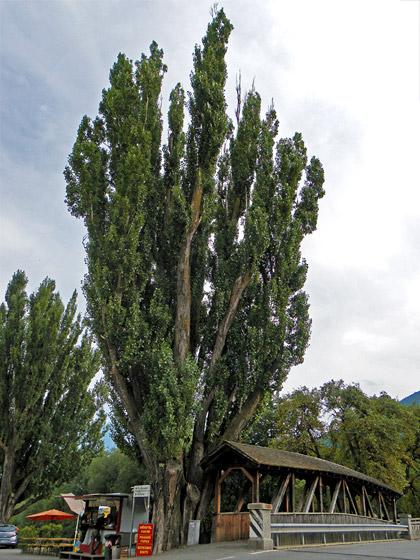 Alberi monumentali, il pioppo di Glorenza, (BZ)