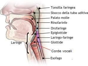 Corde vocali e co.