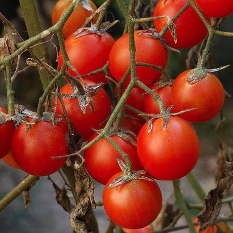 Gli ultimi pomodoro / The last tomato