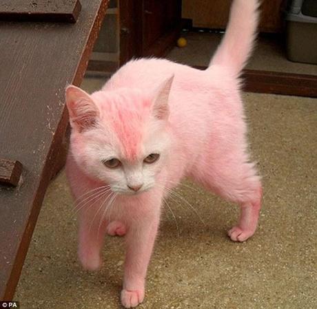 Sick prank: Yobs dyed the white shorthair cat and threw her over a fence in Swindon