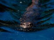 Lontra nutria: stesso nome destino?