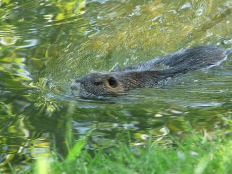 LONTRA E NUTRIA: STESSO NOME PER UNO STESSO DESTINO?