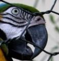 Scomparso il pappagallo che chiamava “terroni” i vicini