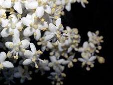 Sambuco: antireumatico, diuretico antinfluenzale