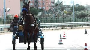 Lecce: scoperto ippodromo abusivo. Cavalli maltrattati e e dopati.