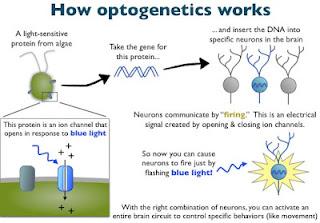 optogenetica grafico