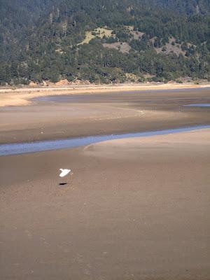 Animali della California