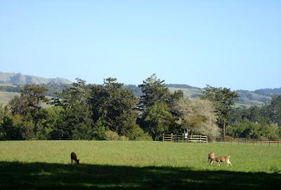 Animali della California