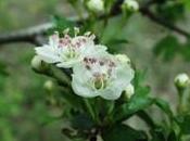 Fitoterapia biancospino palpitazioni