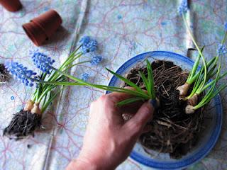 Idea decorativa per Pasqua con Muscari armenicum