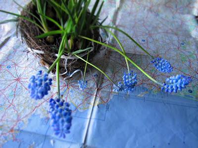 Idea decorativa per Pasqua con Muscari armenicum