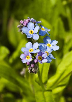 MYOSITIS ARVENIS UNA DELLE ANNUALI PIU' GRAZIOSE