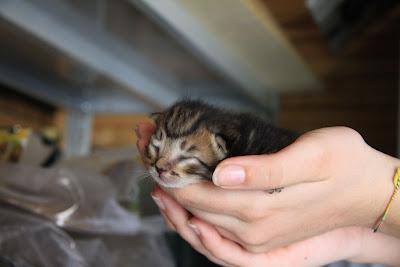 repertorio del fine settimana appena trascorso