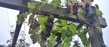 Come si fa il vino, dalla vendemmia all’invecchiamento