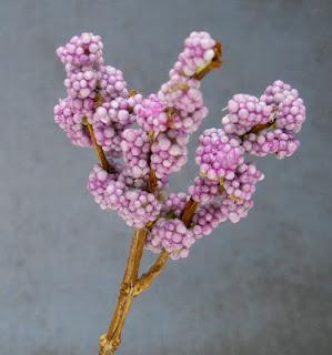 un albero fiorito per shinomi