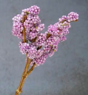 un albero fiorito per shinomi