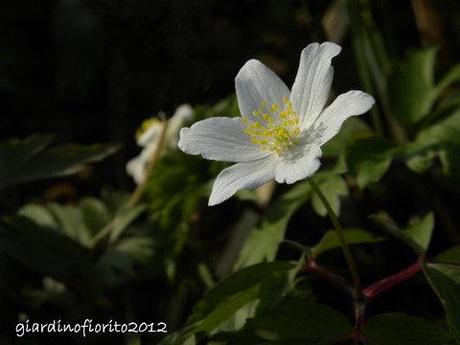 Anemone dei boschi