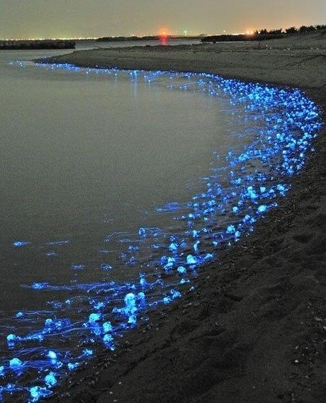 I_calamari-lucciola_che_illuminano_le_spiagge