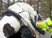 Cavallo tenta stuprare poliziotto: ride