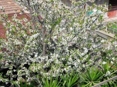 La Primavera, un tripudio di fiori e colori.