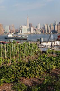 DanaGardenGuide New York _ L’Eagle Street Rooftop Farm