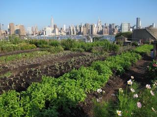 DanaGardenGuide New York _ L’Eagle Street Rooftop Farm